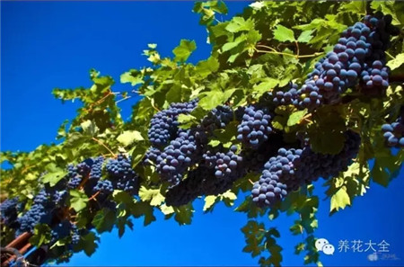 葡萄的形成层在哪