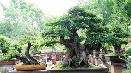 路边的树根能捡吗