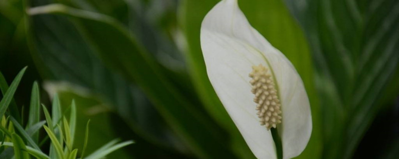 白掌怎么养长得快(白掌怎么养长的好)