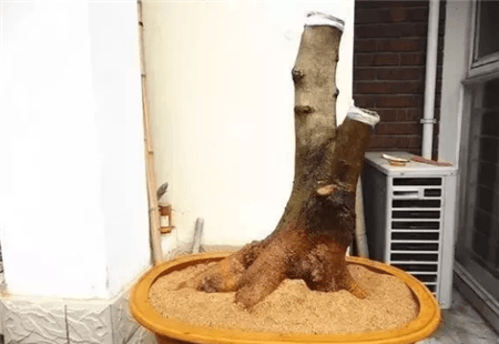 路边的树根能捡吗