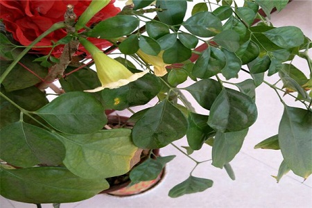 绿宝树的种植方法