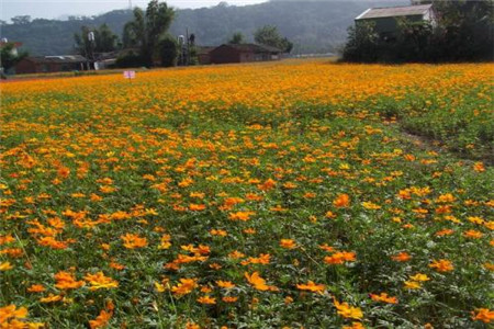 硫华菊的种植方法及注意事项视频