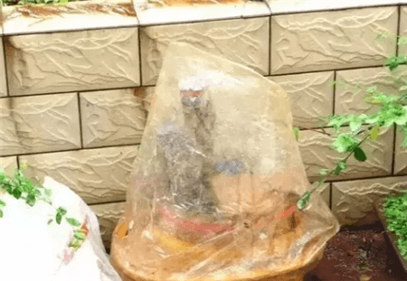 路边的树根能捡吗