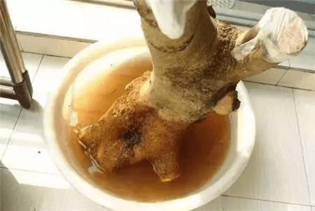 路边的树根能捡吗