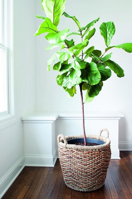 琴叶榕叶子枯萎还有救吗