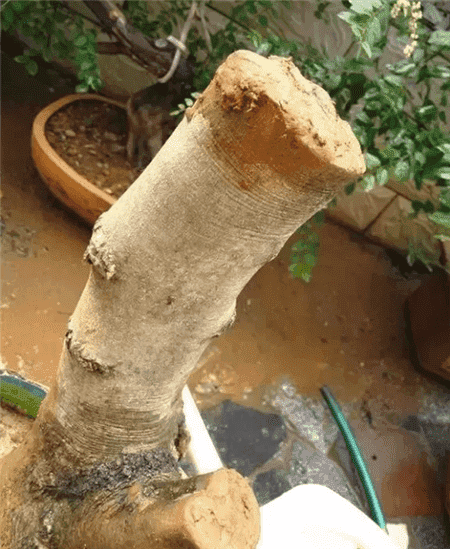 路边的树根能捡吗