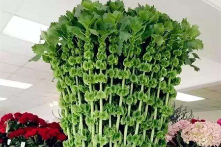 贝壳花怎么养才能开花