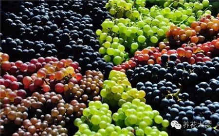 葡萄的形成层在哪