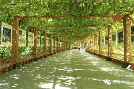 葡萄的形成层在哪