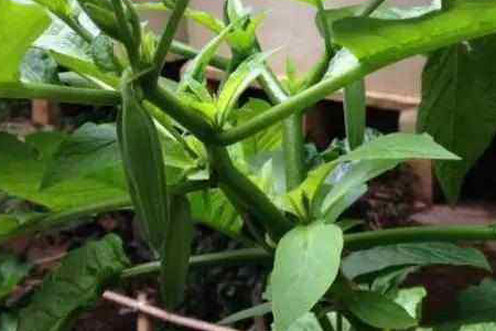 秋葵不开花是怎么回事