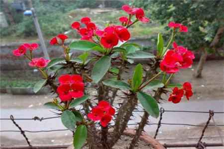 虎刺梅可以用啤酒浇水吗?