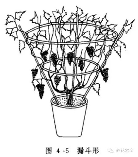 葡萄的形成层在哪