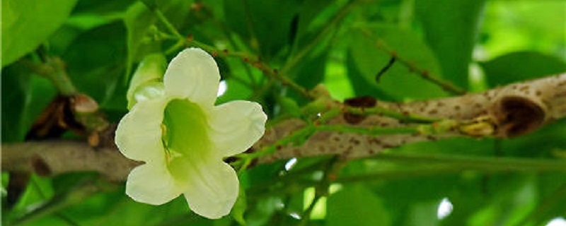 绿宝树的养殖方法和注意事项大全(绿宝树的种植方法)