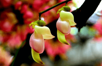 禾雀花什么时候种植