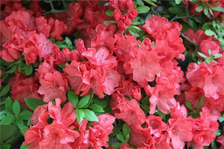 映山红的花语和寓意