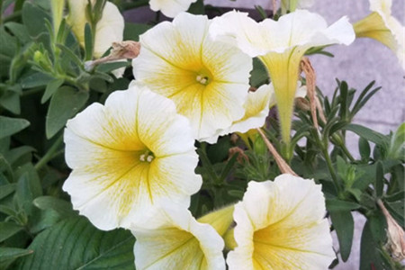 牵牛花 是什么颜色