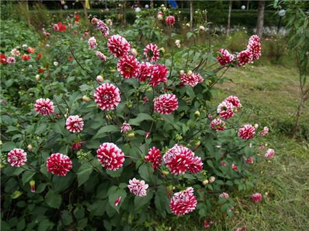 大丽花国画写意