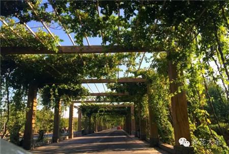 葡萄的形成层在哪