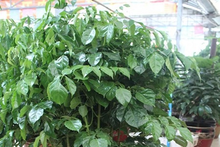 绿宝树的种植方法