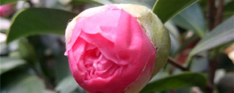 茶花叶子发黄怎么办补救处理方法黄叶枯萎的原因(茶花叶子发黄怎么办?)