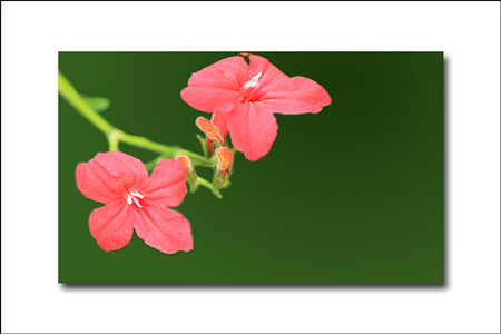 花烟草的花语和传说有关