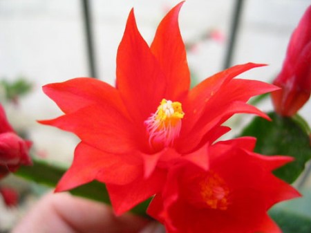 假昙花开花期可以施肥吗