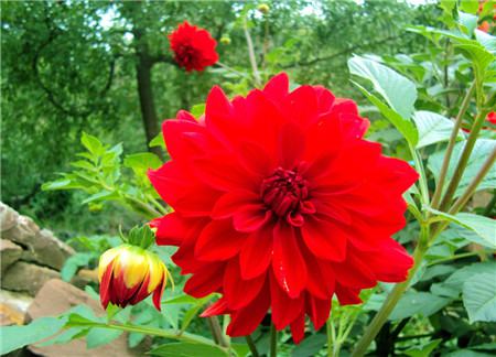 大丽花国画写意