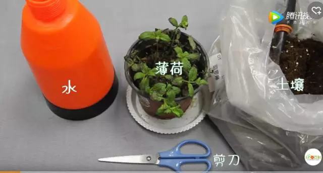 夏天哪些花好养