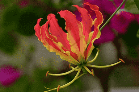 怎样延长百合插花的保存时间