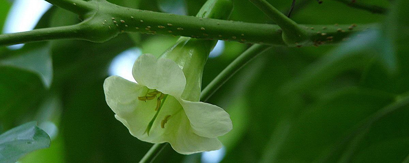 绿宝树叶子卷曲怎么办(绿宝树叶尖发黄怎么办)