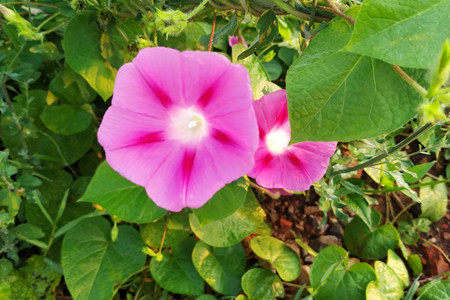 牵牛花 是什么颜色