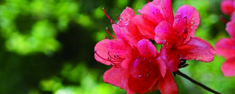 映山红的花语是什么有什么寓意(映山红的花语和寓意)