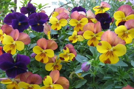 花烟草的花语和传说有关