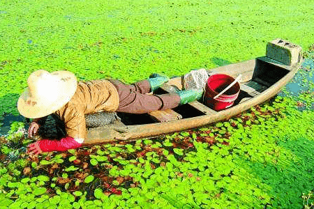 莼菜的养殖方法和注意事项有哪些