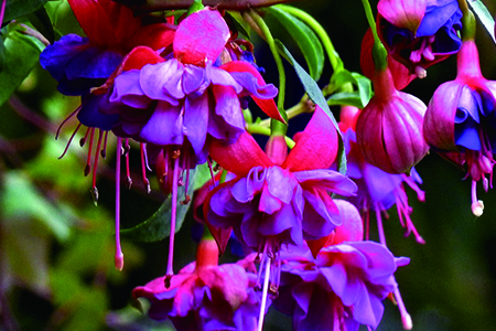 宝莲灯的养殖方法