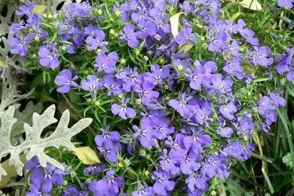 这些花卉很常见快来看看它们的养殖方法(各种花卉的养殖)