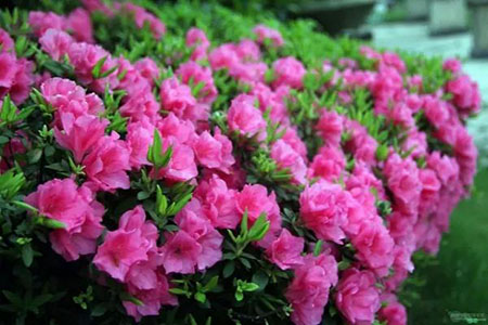 杜鹃花叶子下垂怎么救