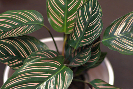 双线竹芋可以水培吗?