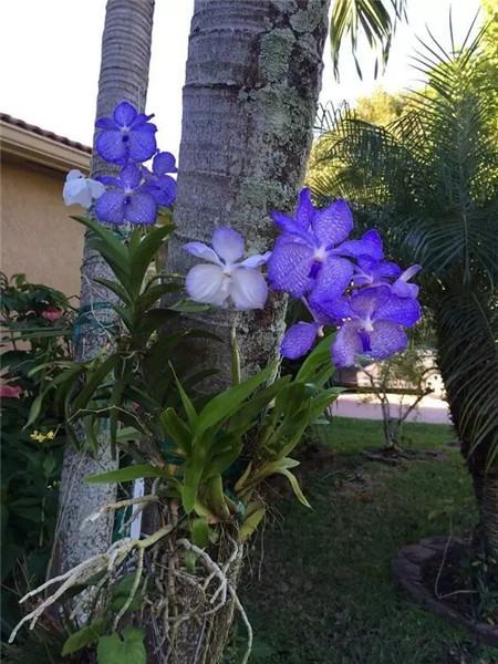 奇葩花长什么样