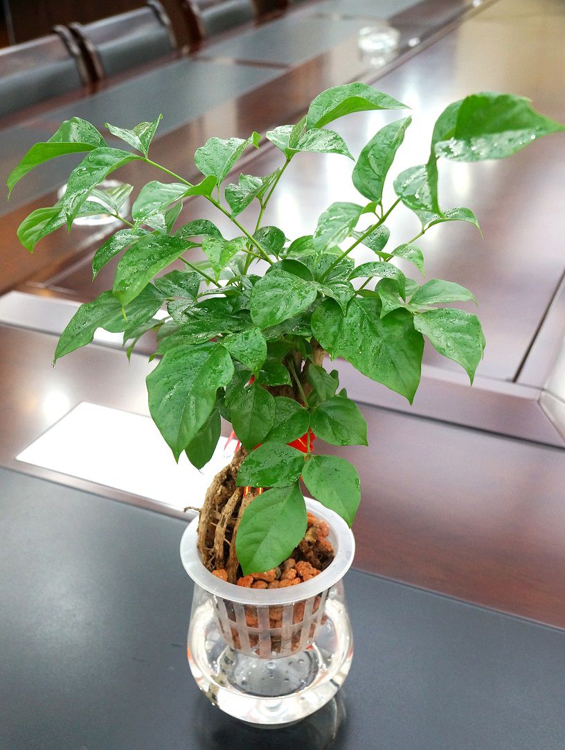 水培幸福树如何移栽到盆里