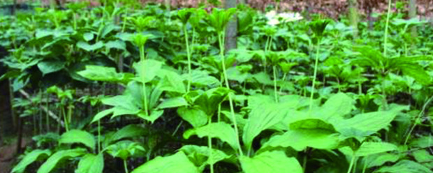 重楼是什么植物北方能种吗(重楼重楼的种植方法)