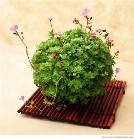 奇葩花长什么样