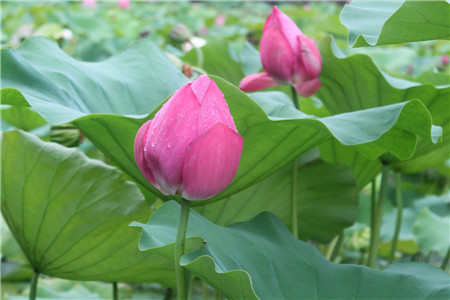 荷花的特点怎么写