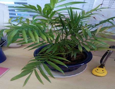 竹子在室内怎么种植视频