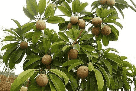 人心果怎么养殖