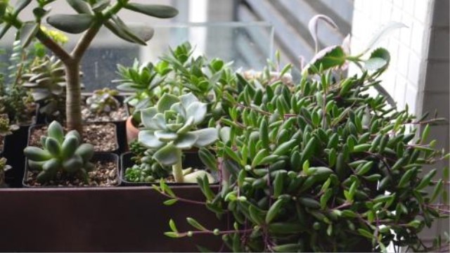 紫弦月怎么养(紫弦月耐阴吗)