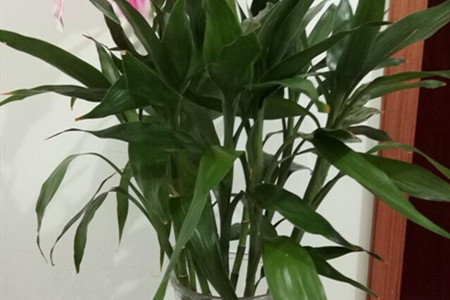 富贵竹茎秆皱了怎么办呢