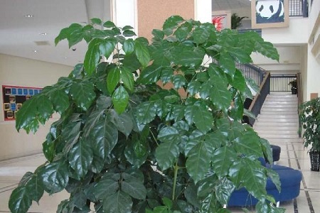 绿宝树的种植方法