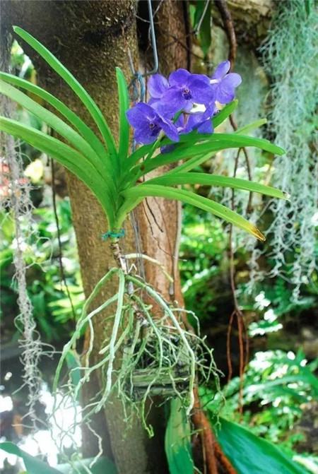 奇葩花长什么样