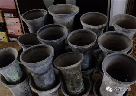 葡萄的形成层在哪